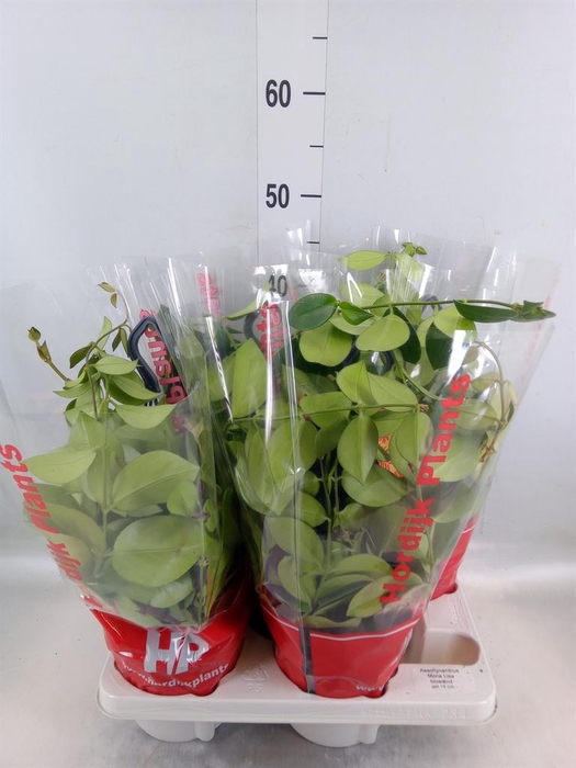 <h4>Aeschynanthus 'Mona Lisa'</h4>