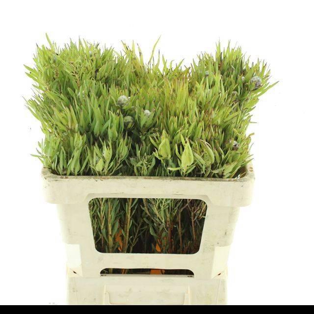 <h4>LEUCAD CONIFERUM</h4>