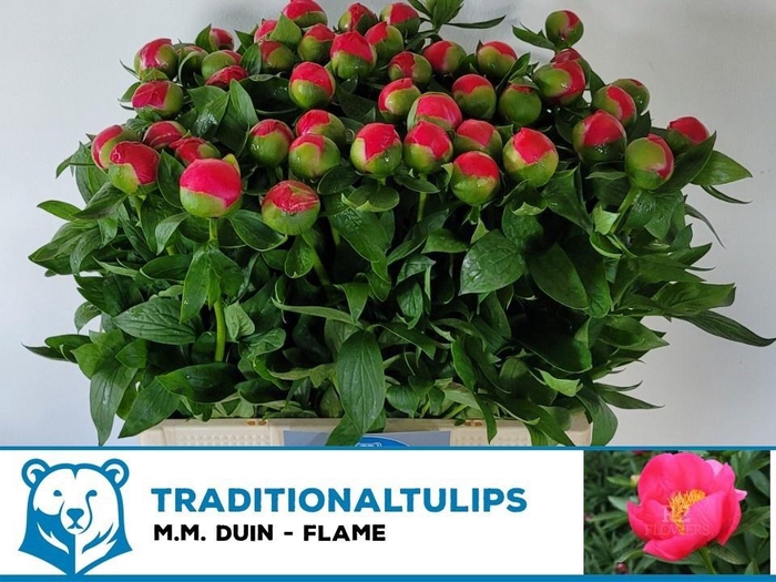 <h4>PAEO HH FLAME</h4>