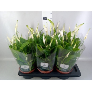 Spathiphyllum 'Chopin'