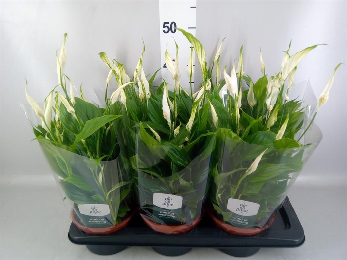 <h4>Spathiphyllum 'Chopin'</h4>