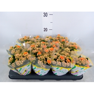 Kalanchoe blos. 'Calandiva Hawn'