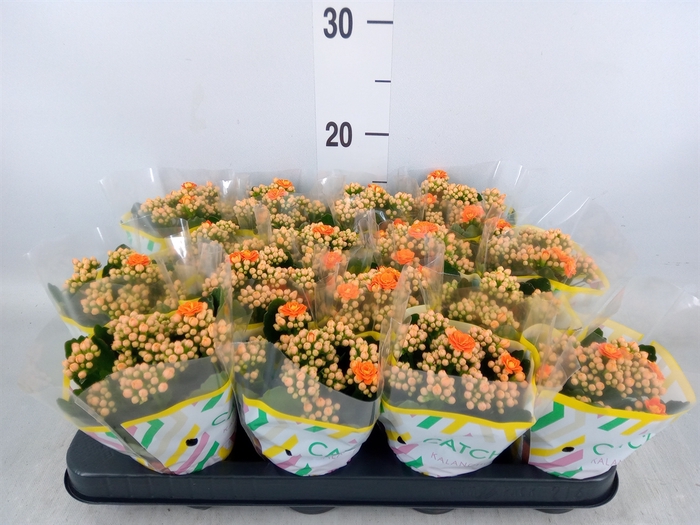 <h4>Kalanchoe blos. 'Calandiva Hawn'</h4>