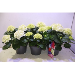 arr8 Hydr M Hi White Sun