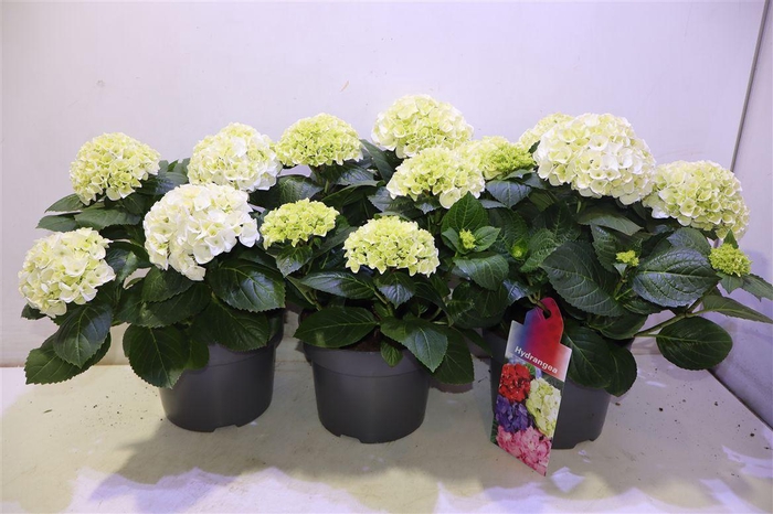 <h4>Hydr M Hi White Sun</h4>