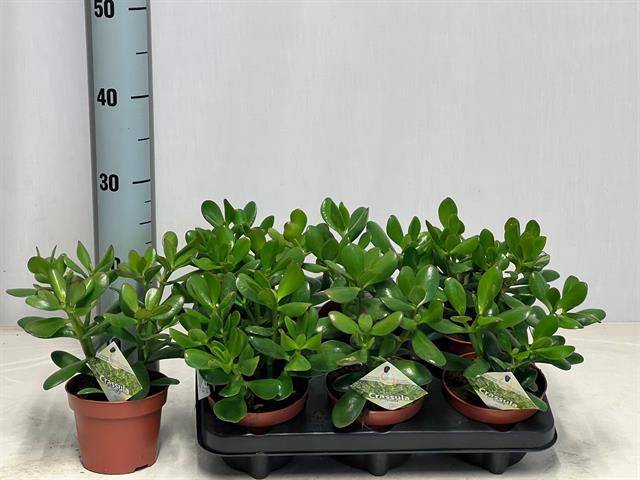 <h4>CRASSULA OVATA P12</h4>