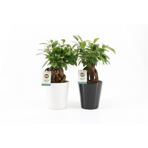 Ficus microcarpa Retusa in Zwart-Wit keramiek