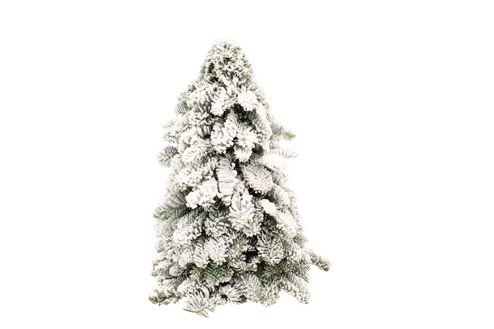 <h4>Kerstboom Nobilis Sneeuw 50</h4>