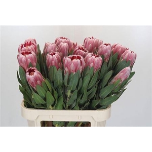 Protea Carnival