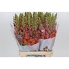 Antirrhinum Potomac Dark Orange