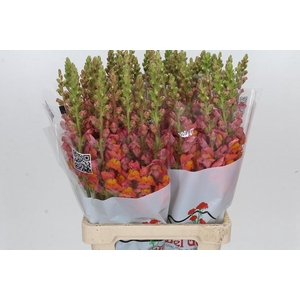 Antirrhinum Potomac Dark Orange