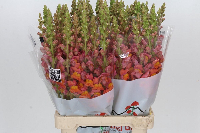 <h4>Antirrhinum Potomac Dark Orange</h4>
