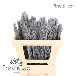 Pine Silver