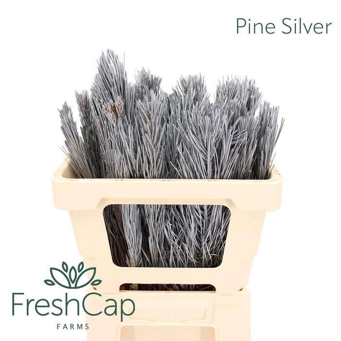 <h4>Pine Silver</h4>