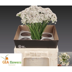 ALLIUM TUBEROSUM