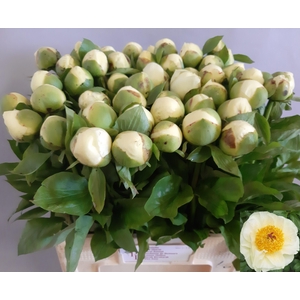 PAEO LEMON CHIFFON