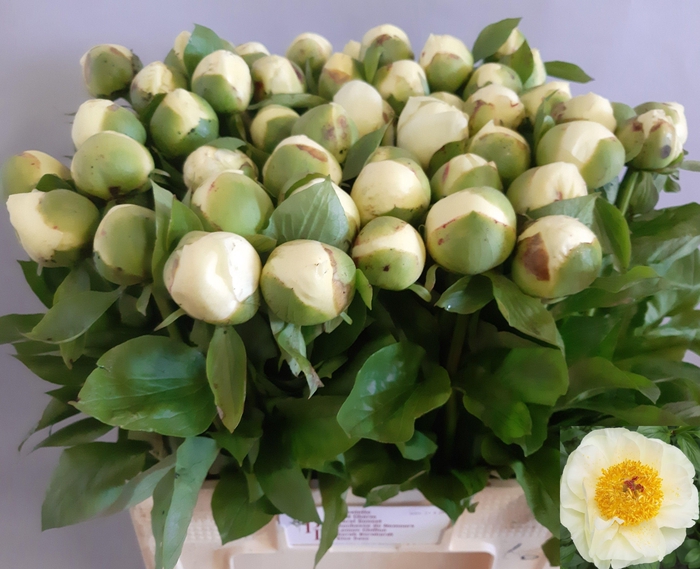 <h4>PAEO LEMON CHIFFON</h4>