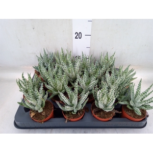 Aloe humilis