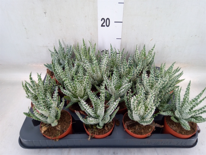 <h4>Aloe humilis</h4>