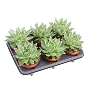 Echeveria  'Miranda'