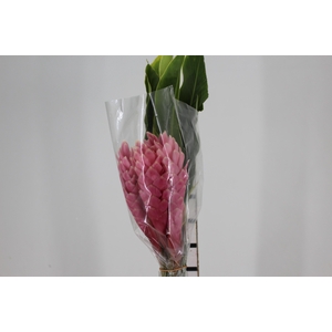 ALPINIA PURPURATA ROSA