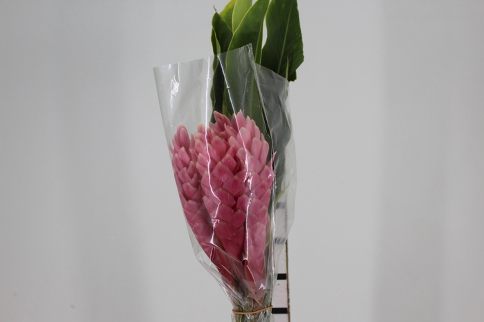 <h4>ALPINIA PURPURATA ROSA</h4>