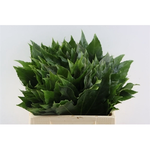 Aralia Il