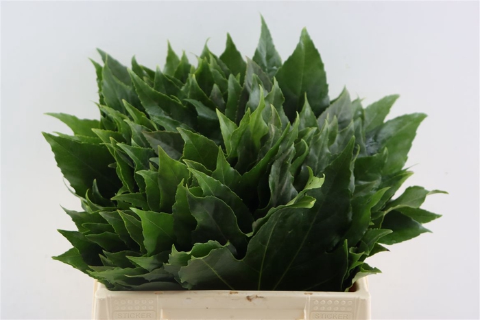 <h4>Aralia Il</h4>