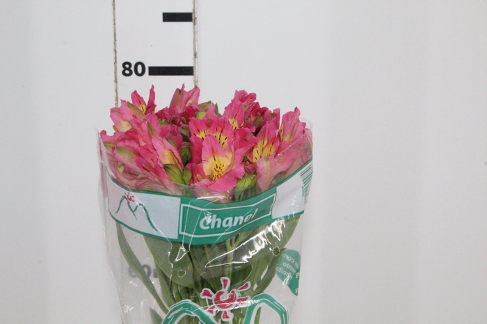 <h4>ALSTROEMERIA CHANEL 080 CM</h4>