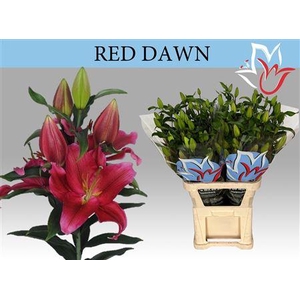 Li Or Red Dawn 6+