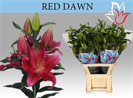<h4>Li Or Red Dawn 6+</h4>