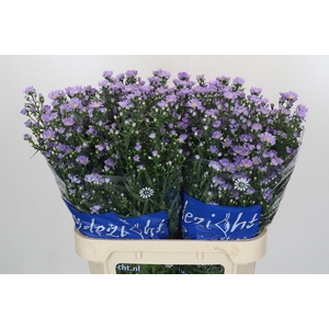 Aster Cassandra