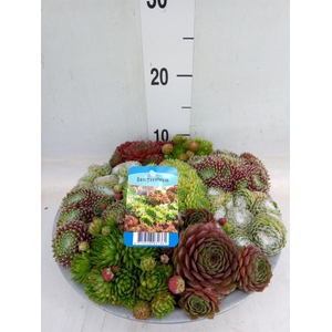 Sempervivum   ...
