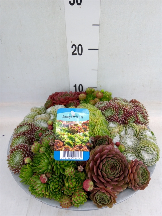 <h4>Sempervivum   ...</h4>