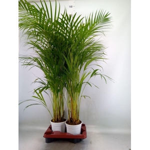 Dypsis lutescens   ...Chrysalidoca