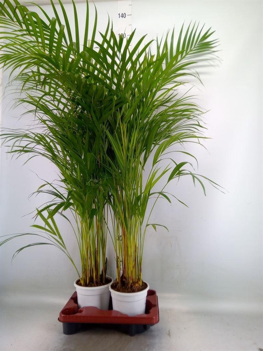 <h4>Dypsis lutescens   ...Chrysalidoca</h4>