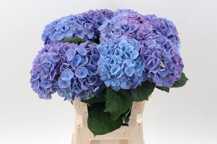 <h4>Hydr M My Riviera</h4>