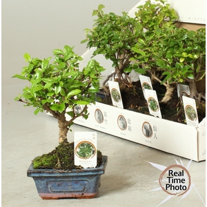 BONSAI GEM