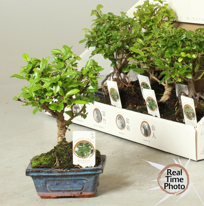 <h4>BONSAI GEM</h4>