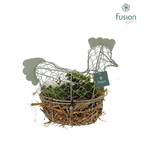 Pasen metalen kip met hedera