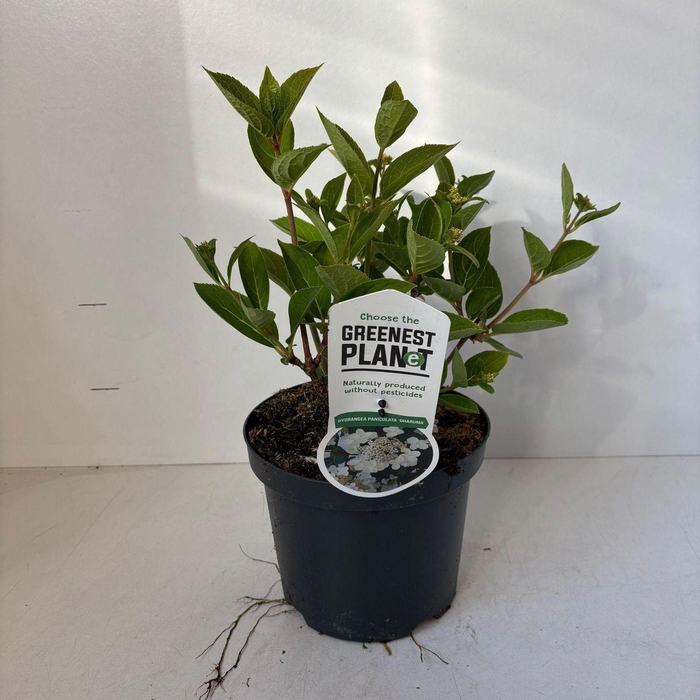 <h4>Hydrangea paniculata</h4>