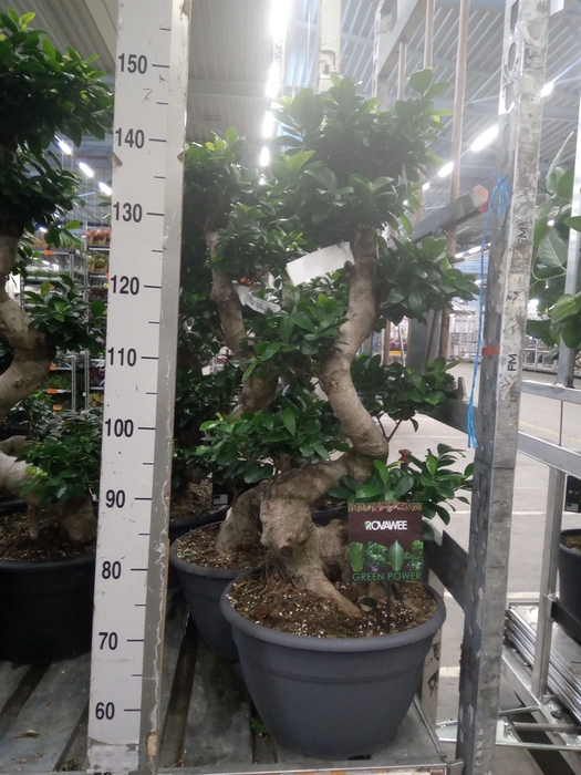 <h4>Ficus microcarpa 'Ginseng'</h4>