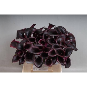 Calla Ceara Kallaland