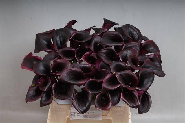 <h4>Calla Ceara Kallaland</h4>