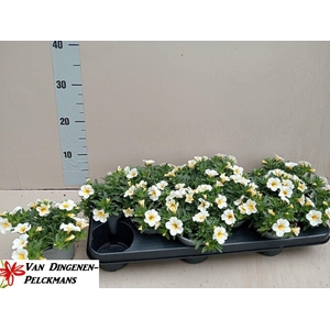 CALIB MINIF WHITE+EY