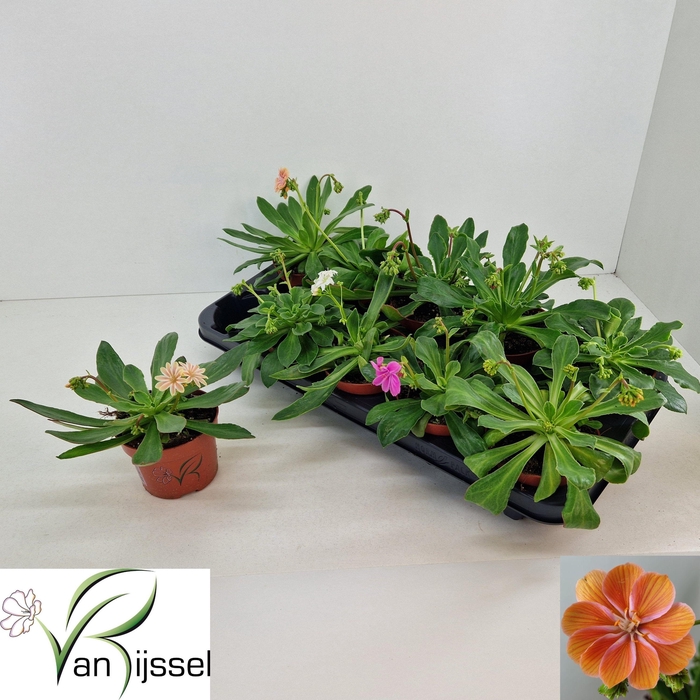 <h4>LEWI CO ELISE GEM</h4>