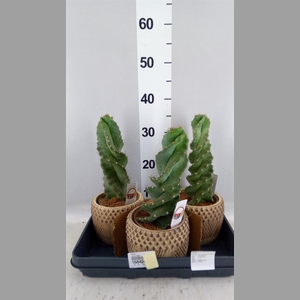 Cereus   ...