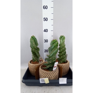 Cereus   ...