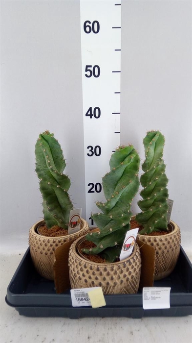 <h4>Cereus   ...</h4>