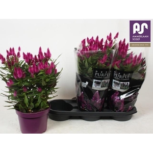 CEL DEEP PURPLE